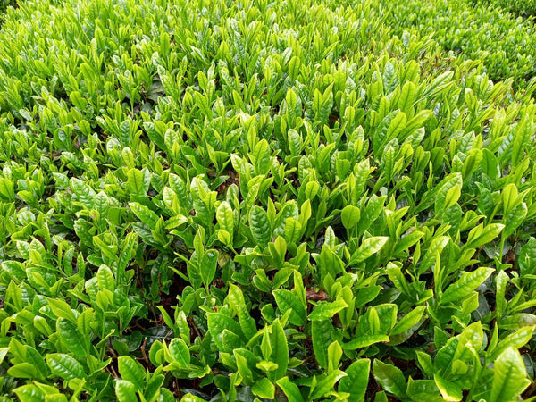 川添茶（ほうじ茶・緑茶）