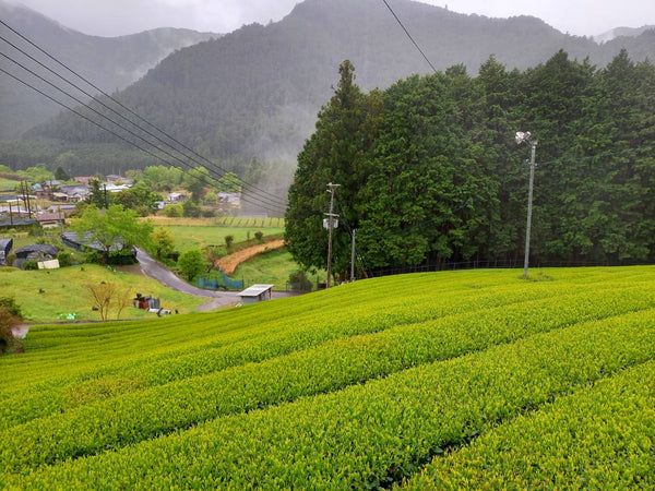 川添茶（ほうじ茶・緑茶）